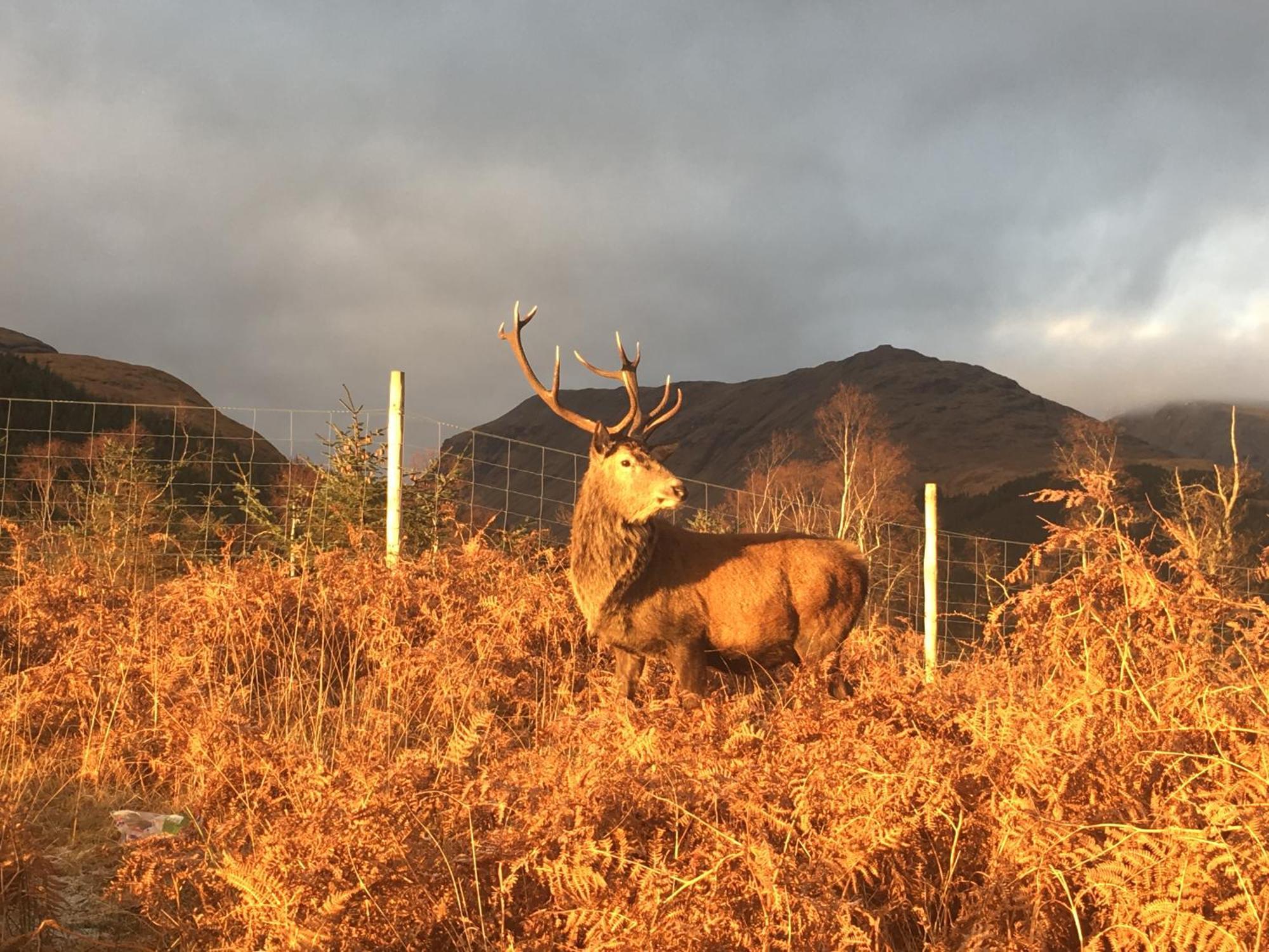 Stronchreggan View Guest House Fort William Exterior foto